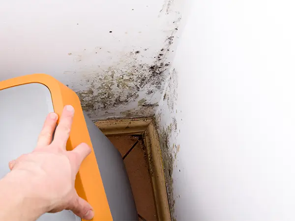 Mold and mildew in a corner of a room