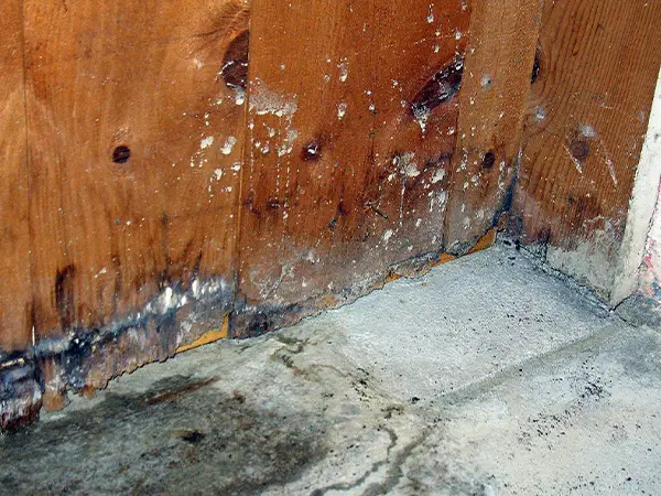 Rot and mold on wood